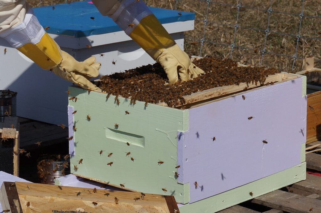 beekeeping, bees, honey-1537156.jpg